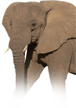 Leave your tracks with Gecko Car Rental company in Windhoek, Namibia